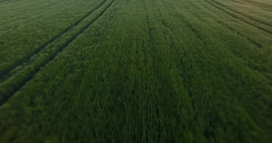 Grass and crops cover the farmland