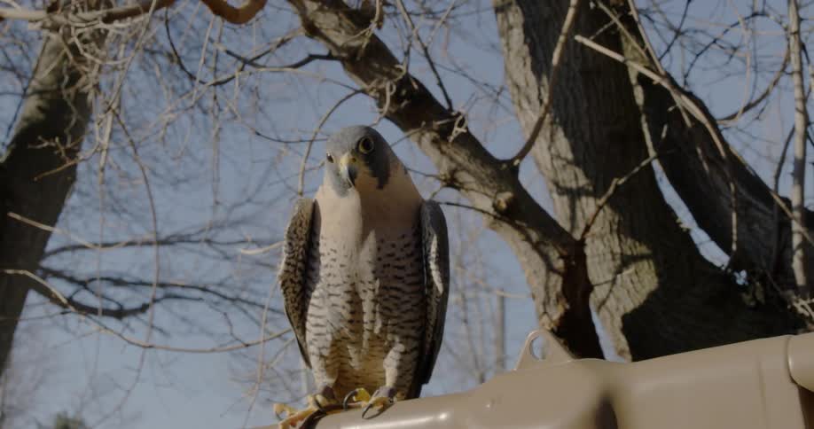 A bird sits perched under a tree
