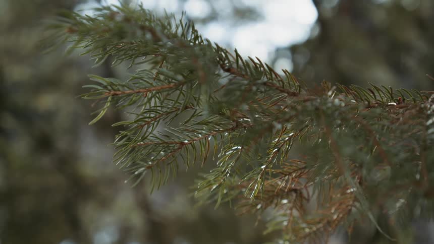 A branch on a pine tree is swaying slightly on a sunny winter day