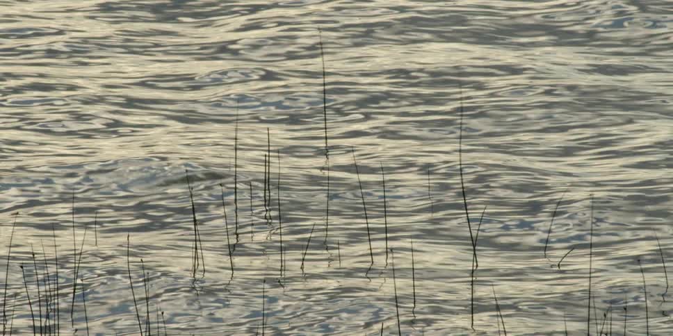 Water flowing and rippling around long blades of grass