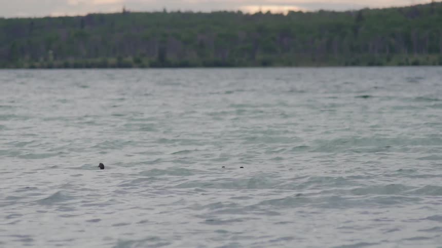The ducks are traveling across the river