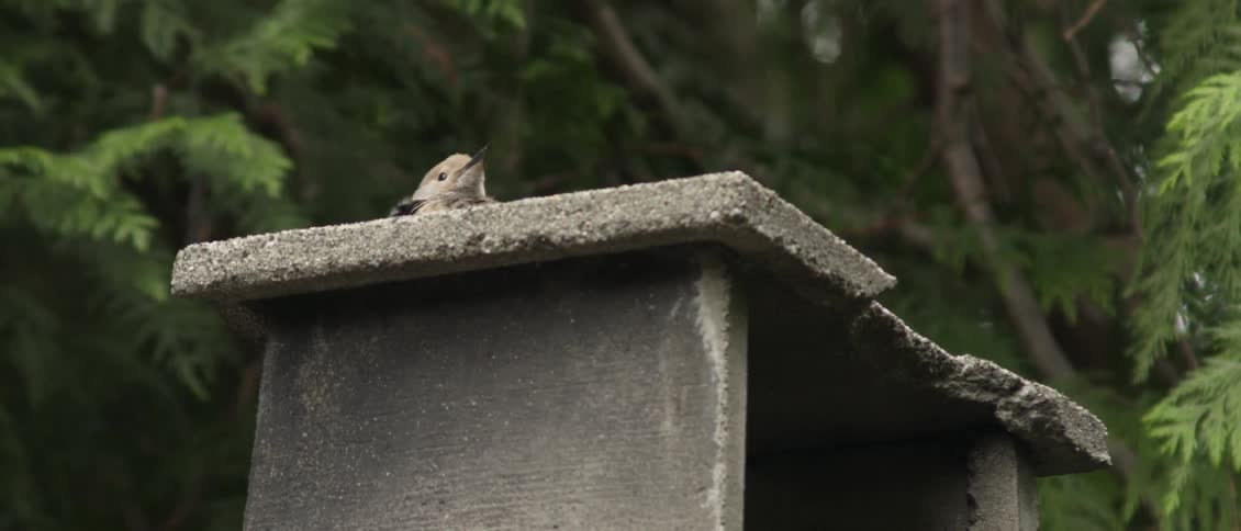 A bird is perched on a concrete stand