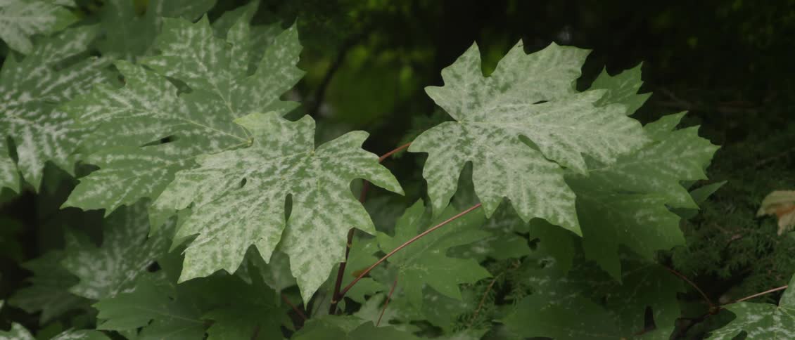 The large green leaves blow in the wind