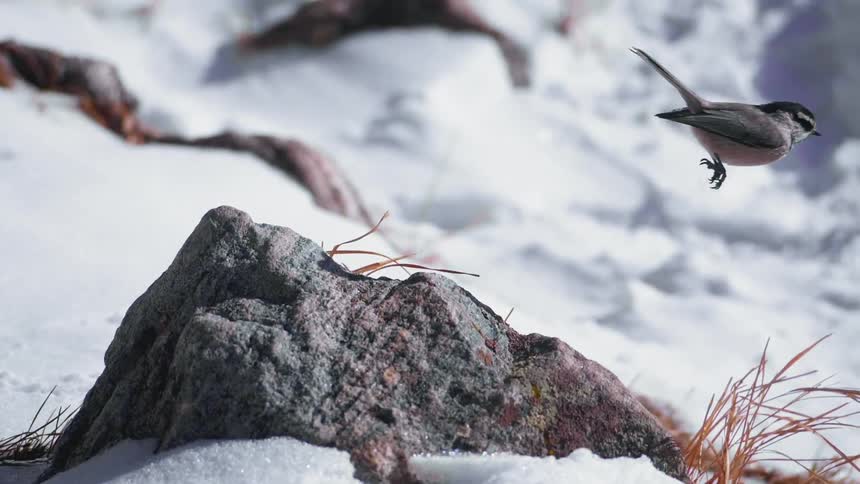 A bird hops off of a rock in the snow