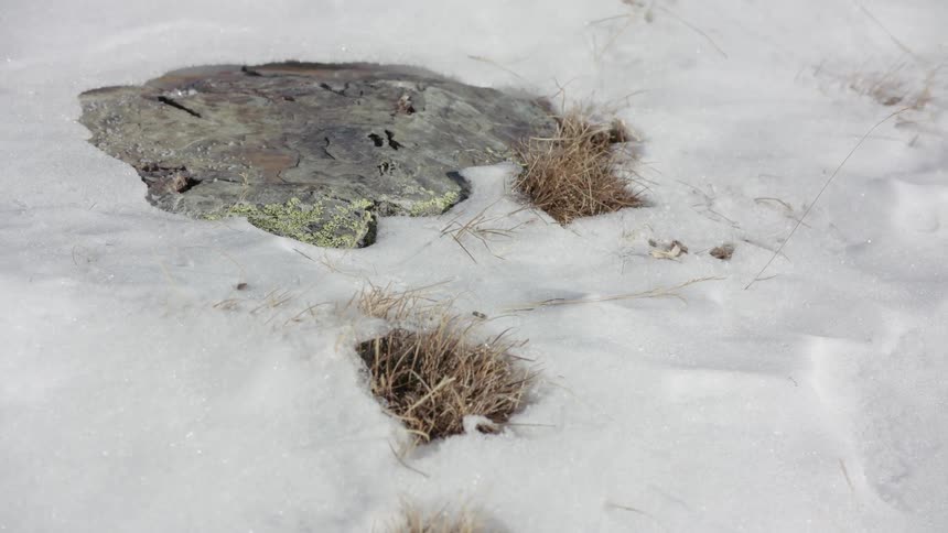 Patches of grass show through a snow covered ground