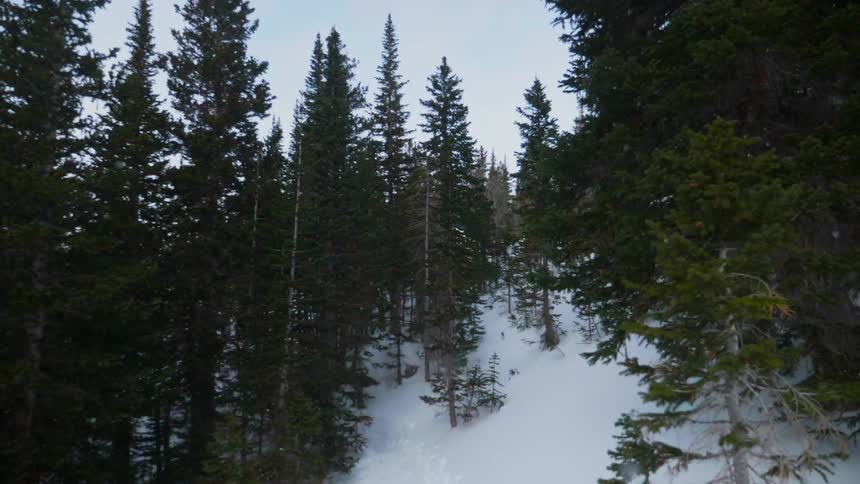 Snow falls in the woods