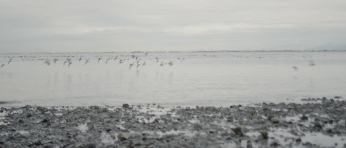 Birds flying over ocean water on cloudy day