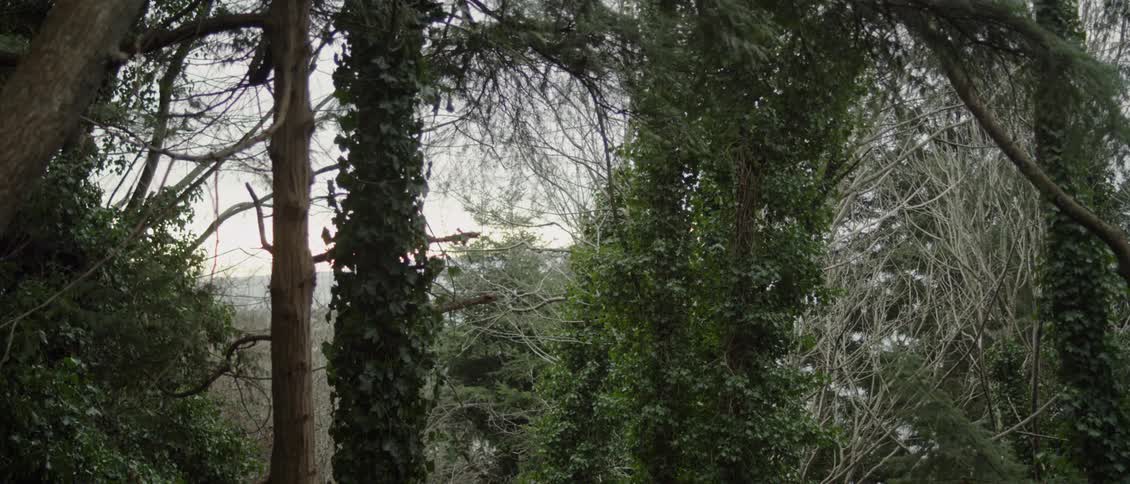 Trees in a forest on a cloudy day