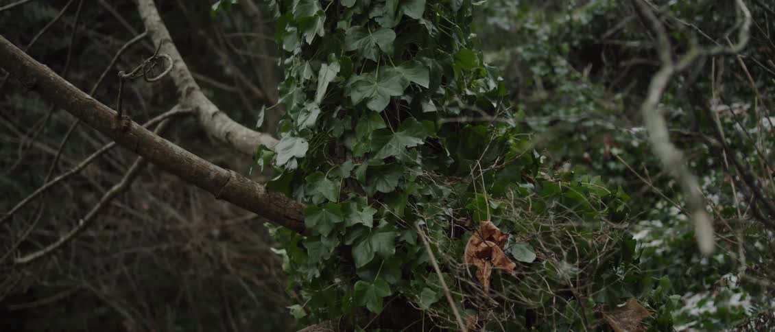 Leaves hanging on a tree in the wilderness