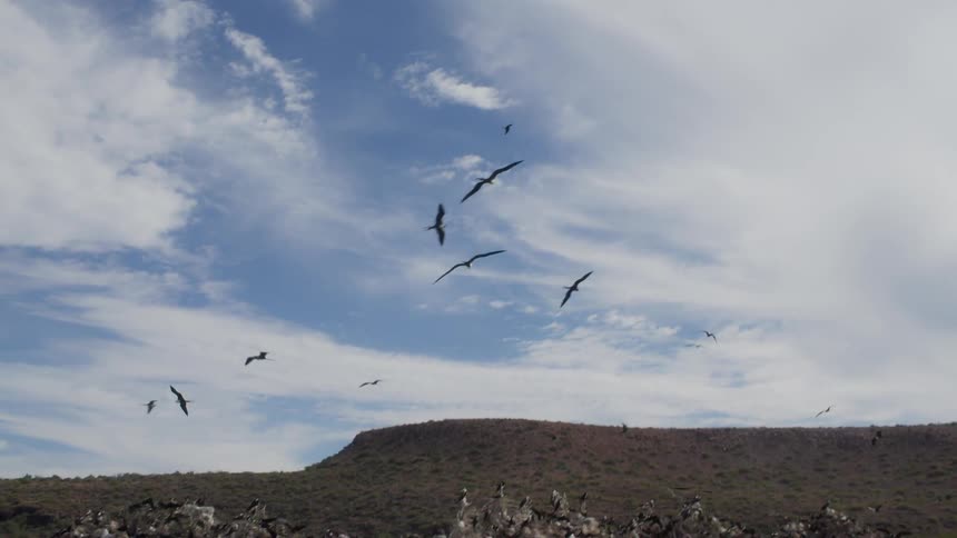 The birds fly high above the shore line