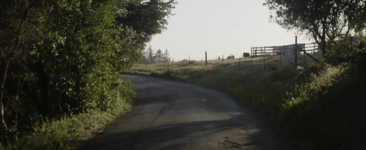 The small winding trail is lined with trees