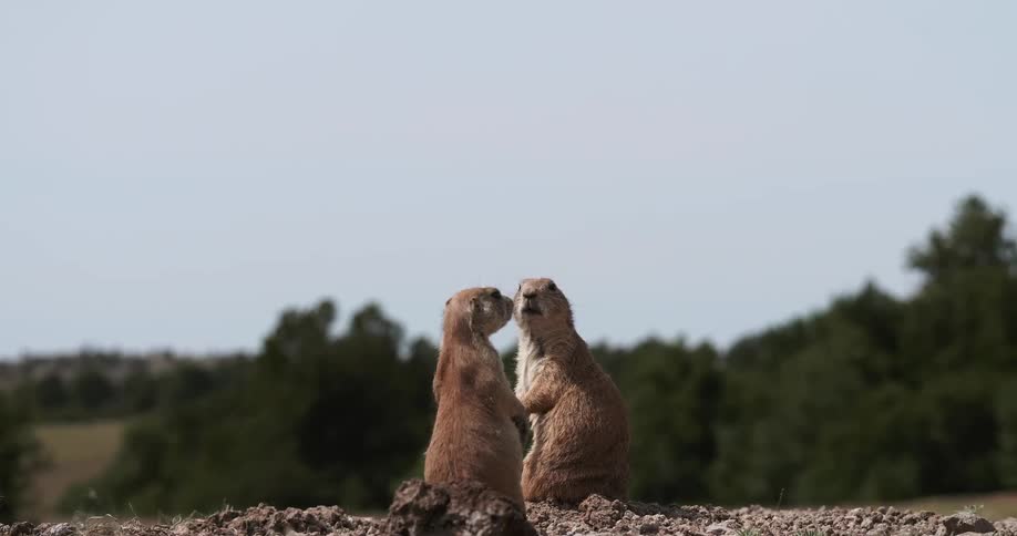 Two gophers stand face to face as one looks around
