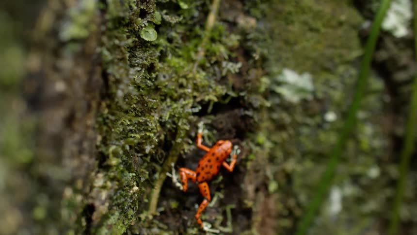A frog hops on moss