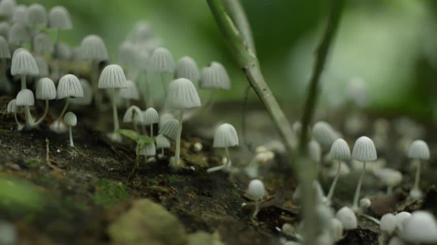 Small white mushrooms grow near moss and branches