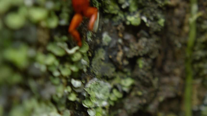 A frog hops on moss and leaves