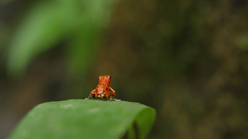 A small red and black frog is on the leaf