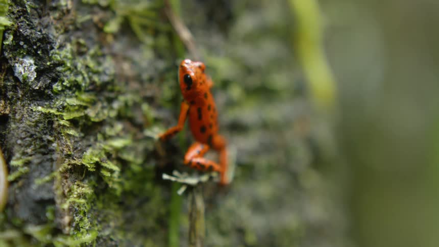 Small orange frog on a mossy tree trunk