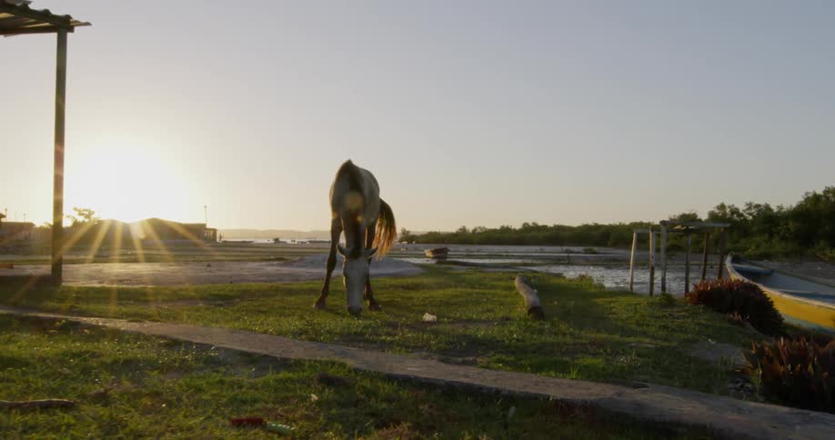 The horse is eating grass at sunrise