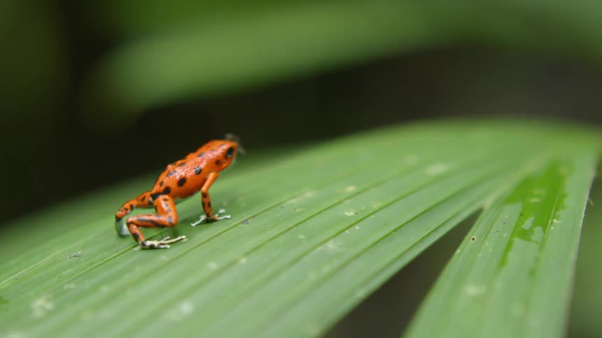 A small red frog jumps on a leaf