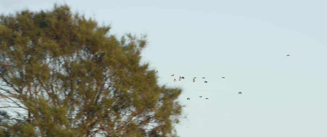 A flock of birds fly behind a large tree