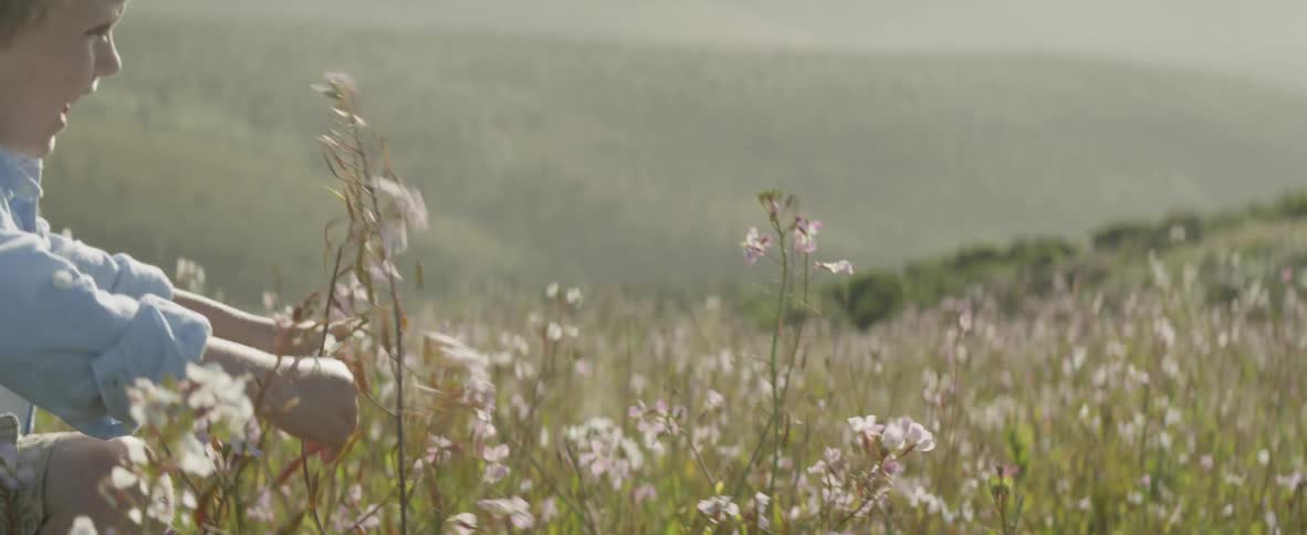 A boy is grasping at flower stalks as he is walking in a field in daylight