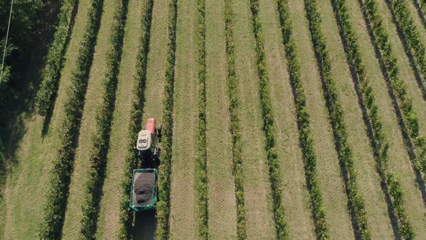 Tractor drives in grassy cropland