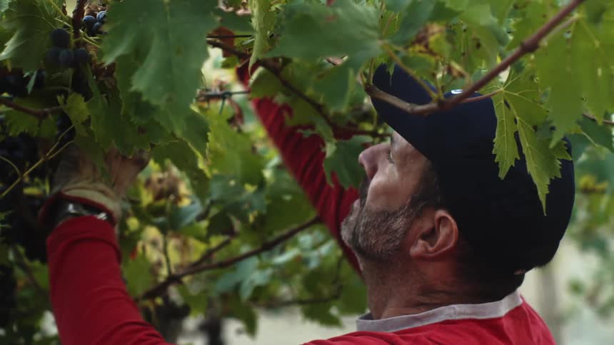 Man is cutting bunches of grapes off of vine in vineyard