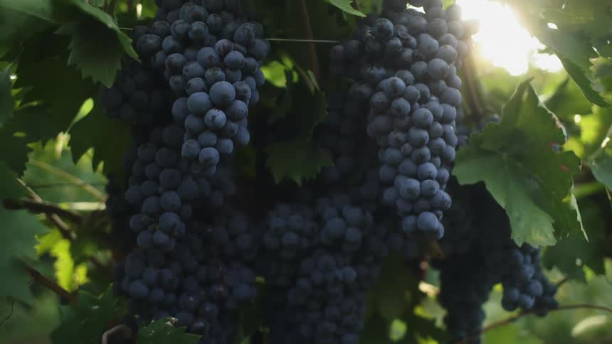Large purple grapes on a vine