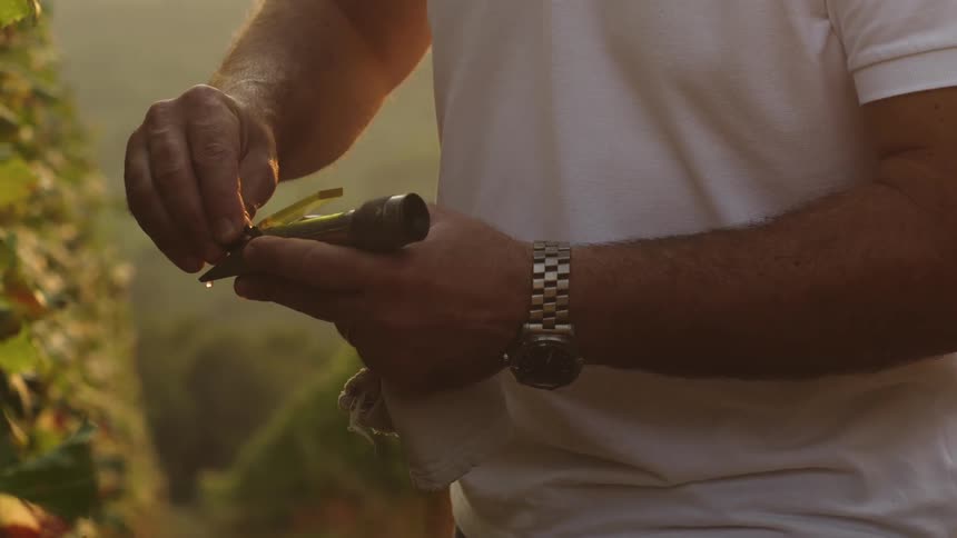 A vintner scrapes a grape against a tool