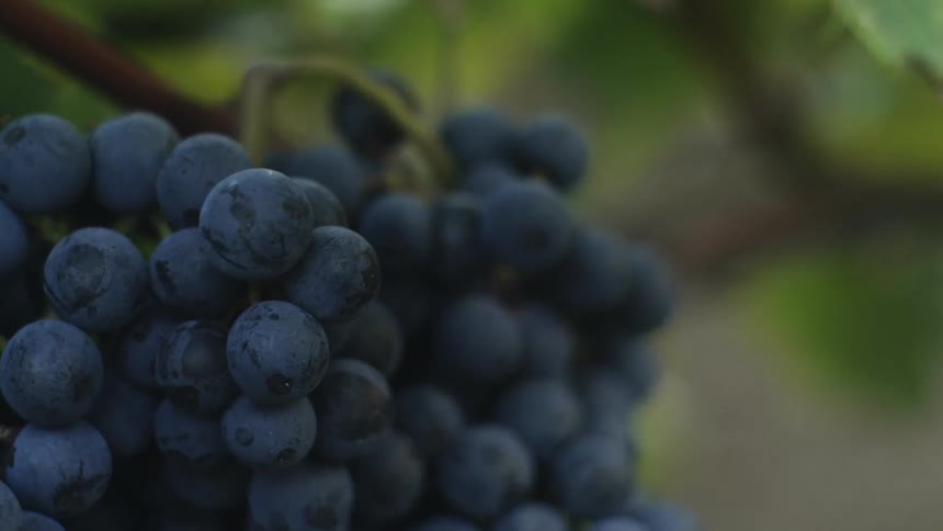 Bunch of grapes hanging on vine in vineyard