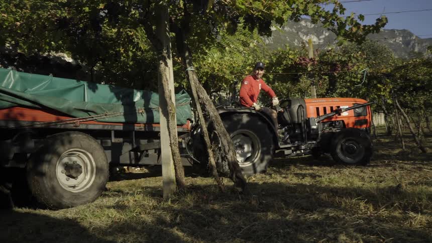 Man driving tractor through vineyard trees