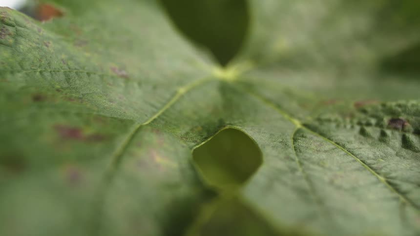 The veins of a leaf