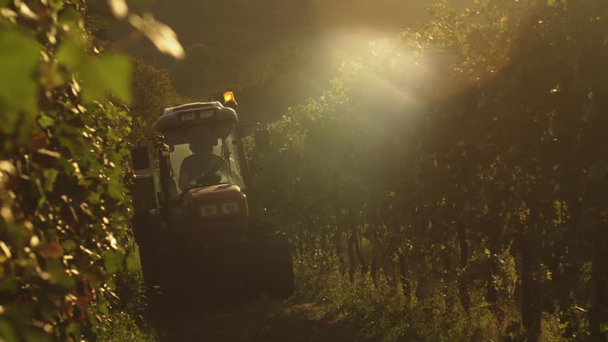 A farmer drives a small tractor in between the vines