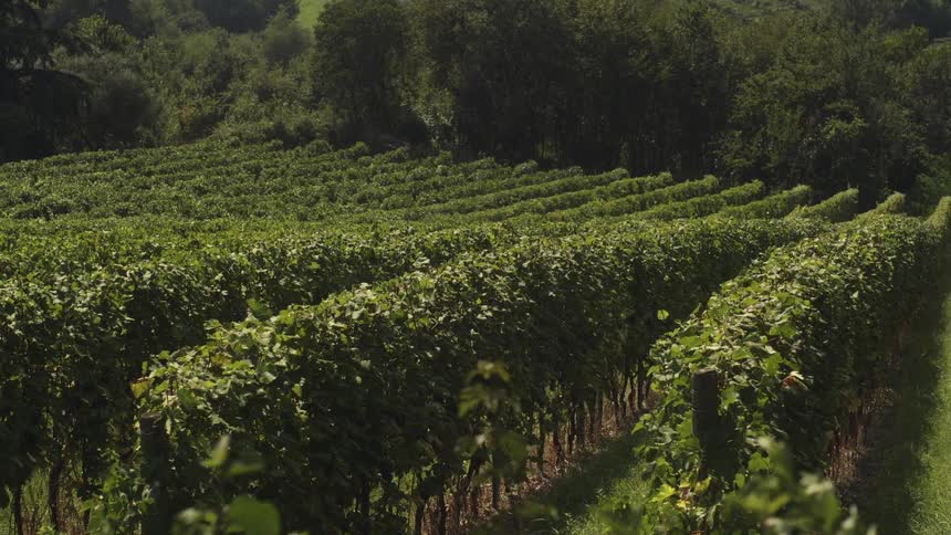 Leaves are blowing and swaying in the wind in vineyard