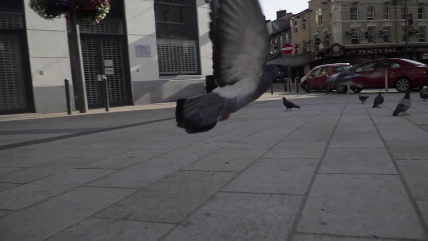Several birds take off flying in a city