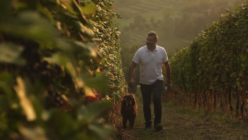 Man is touching leaves in vineyard as dog follows