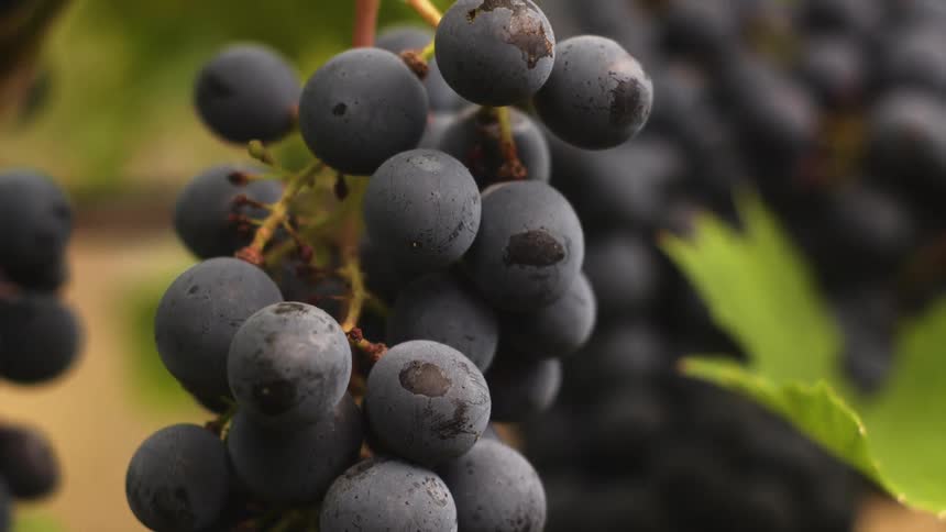 Grapes grow on a vine