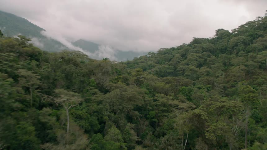 Trees cover a mountain landscape