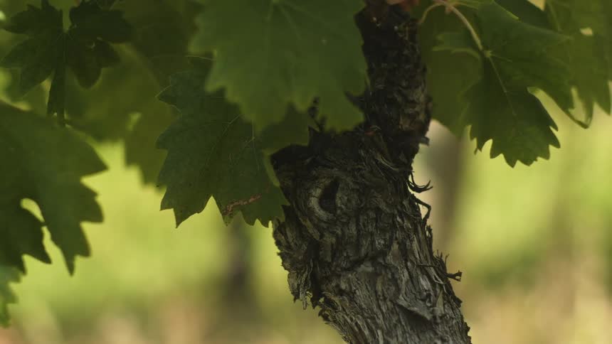 Leaves on vine are wiggling in the breeze