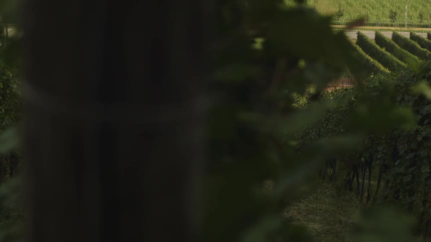 Plants grow in rows on a vineyard