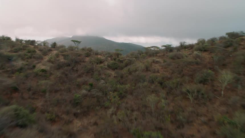 The hills are tall and full of trees and bushes