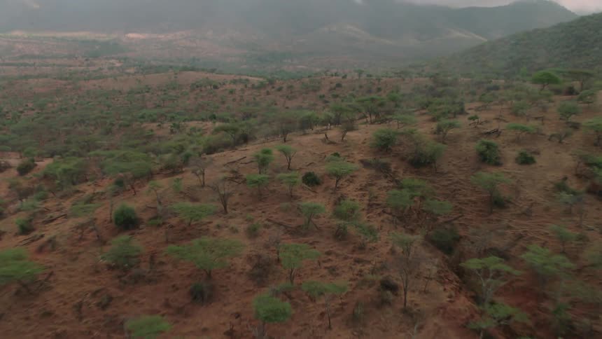 Trees grow on a hilly landscape