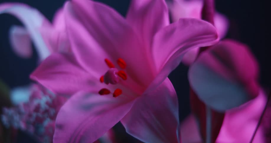 Pink flowers are displayed in a dim room