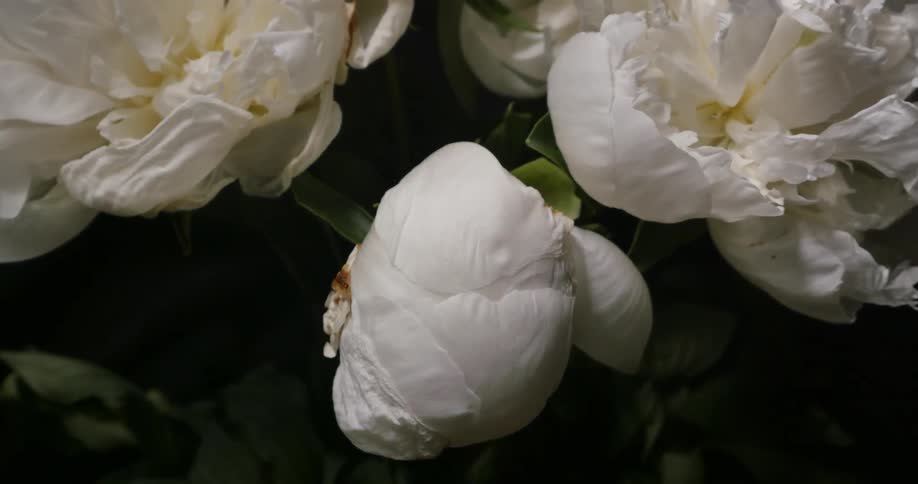White flowers slowly open up