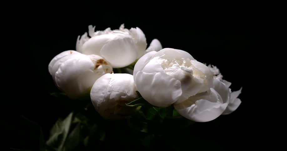 The white flowers bloom in a bunch