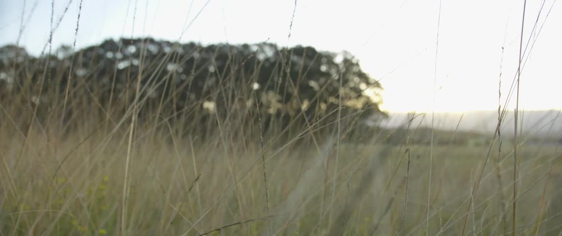 A field blows gently in the breeze