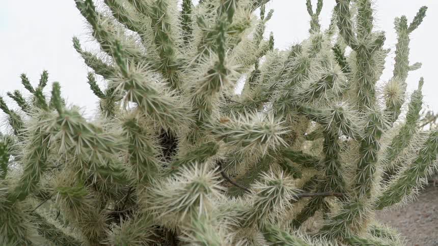 A cactus is growing in the desert in daylight