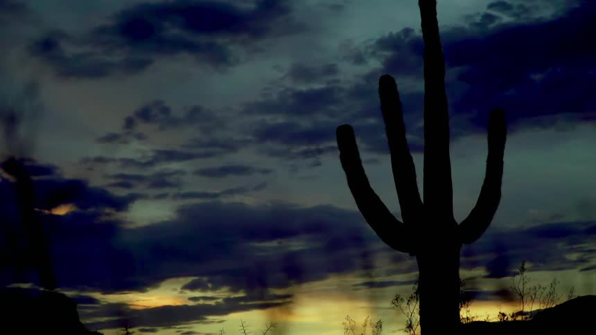 A cactus in silhouette at sunset