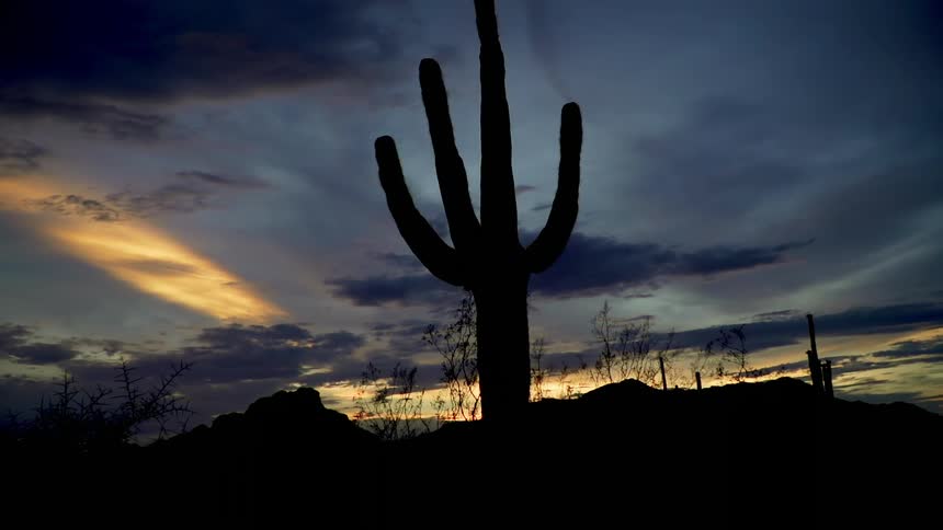 The sun is setting behind a large cactus