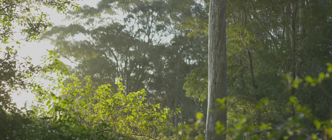 A green forest